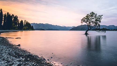 The Lone Willow in Wanaka. Photo by Timothy Chan