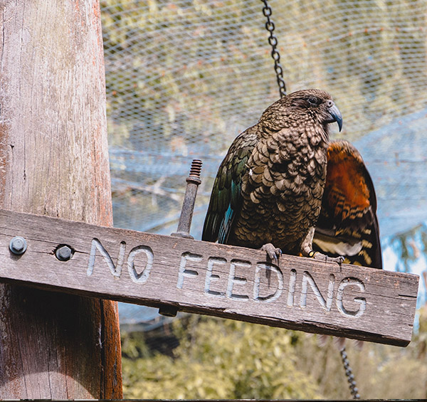 Willowbank Wildlife Sanctuary in New Zealand is a must see